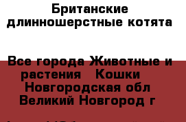 Британские длинношерстные котята - Все города Животные и растения » Кошки   . Новгородская обл.,Великий Новгород г.